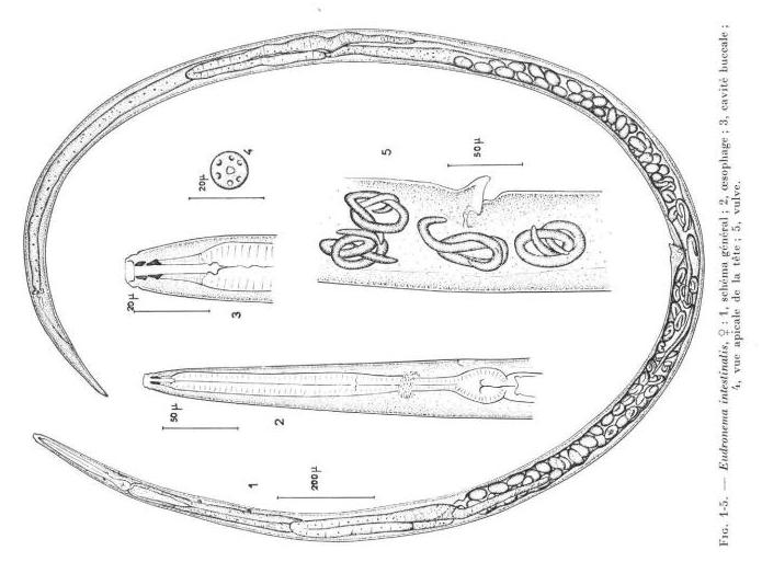 Представитель Семейства Syrphonematidae